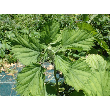 Japanese woodland nettle...