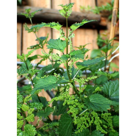 Corsican nettle - Urtica...