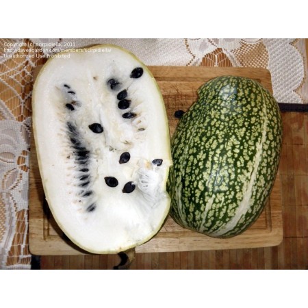 Dynia figolistna (Cucurbita...