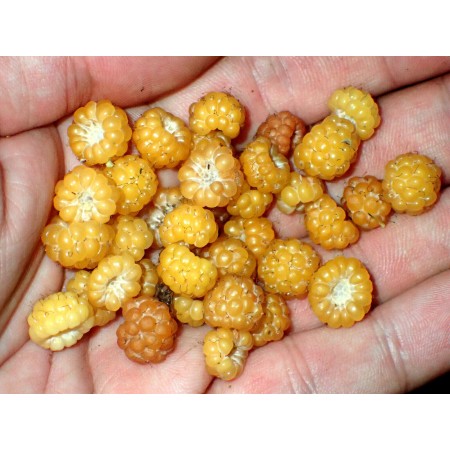 Black raspberry, yellow...