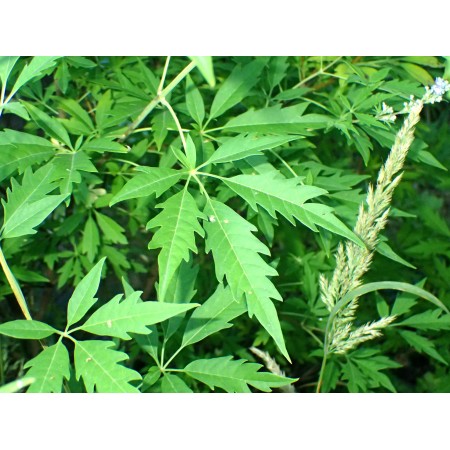 Cut-leaf Chastetree (Vitex...