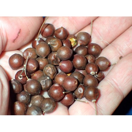 Western hackberry,...