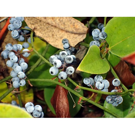 Kolcorośl okrągłolistna...