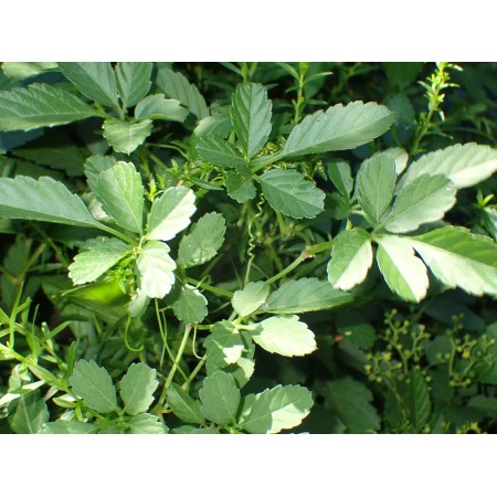 Bushkiller (Cayratia...