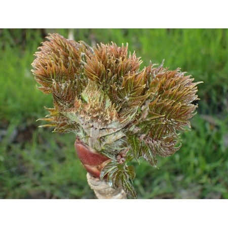 Aralia japońska (Aralia...