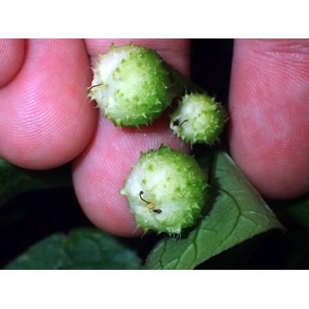 Japanese False Groundcherry...