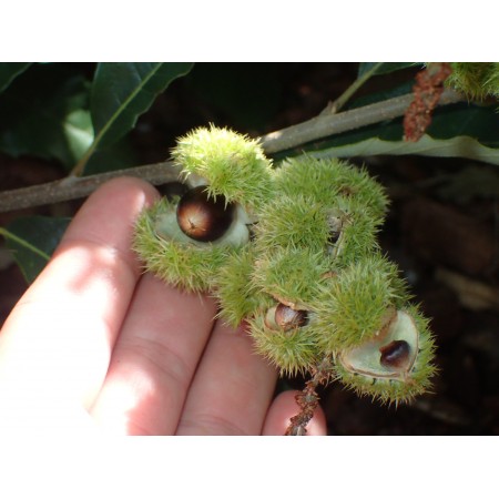 American Chinquapin...