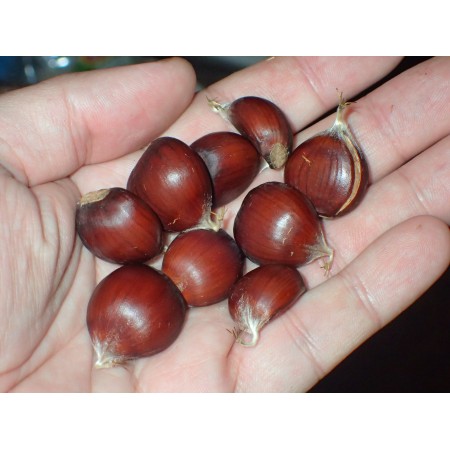 Sweet chestnut, hybrid...
