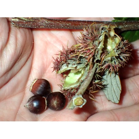 Kasztan jadalny, hybryda...