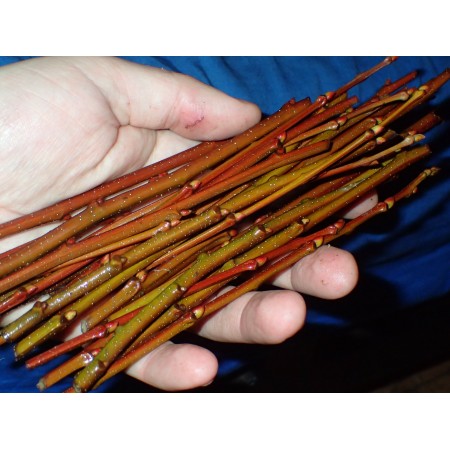 Japanese Sweet Chestnut...