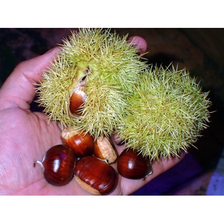 Japanese Sweet Chestnut...