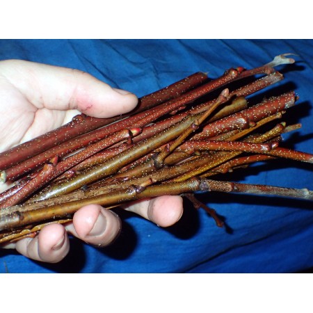 American chestnut (Castanea...