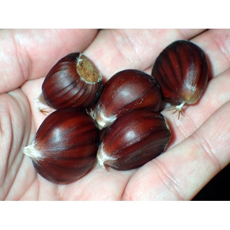 Sweet chestnut, hybrid...