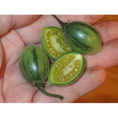 Mrozoodporny pomidor...