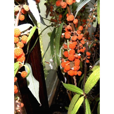 Nettle shrubby Mulberry...