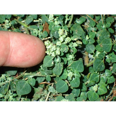 Stinking goosefoot...