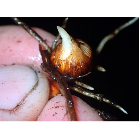 Sitowiec siny, "kasztan...