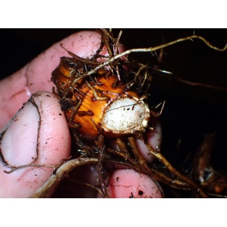 Sitowiec środkowoazjatycki,...