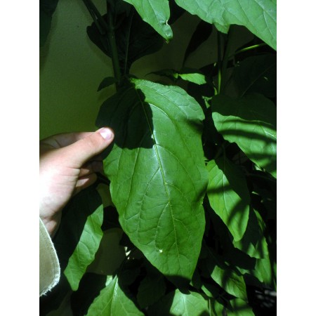 Garden Nightshade 'ADAN'...