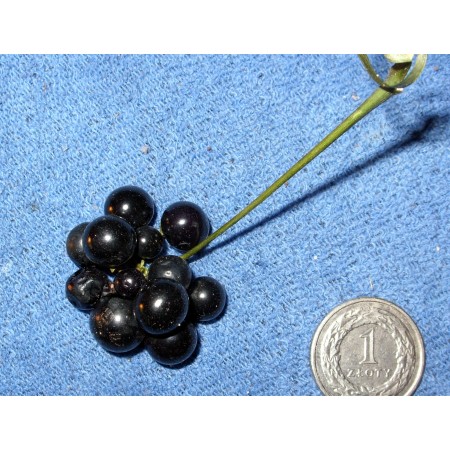 Garden Nightshade 'TADEO'...