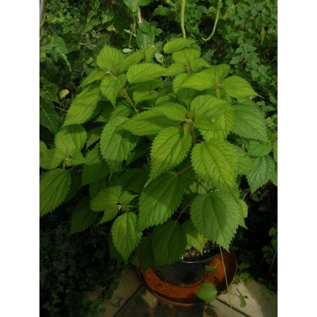 Giant False Nettle -...