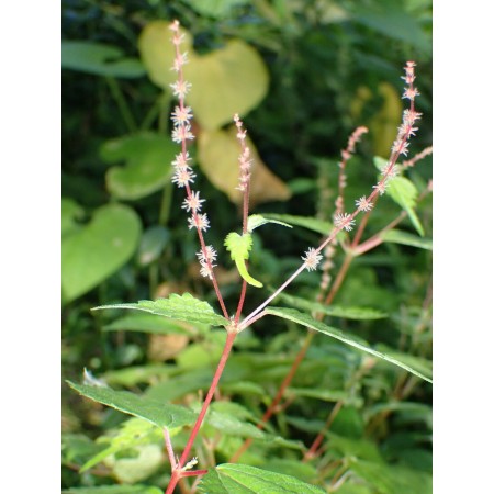 Three-pointed False Nettle,...