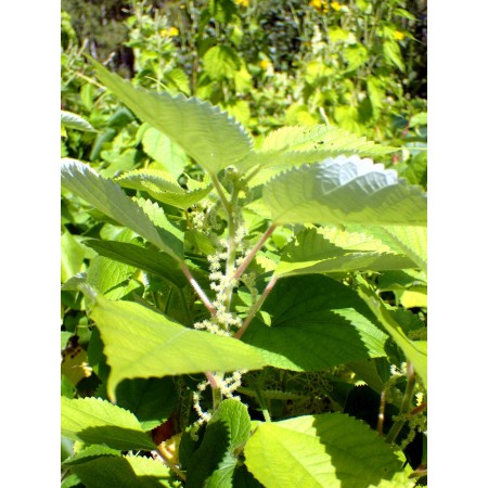 Wild Ramie, Japanese False...