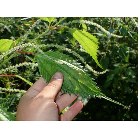 Siebold’s False Nettle -...