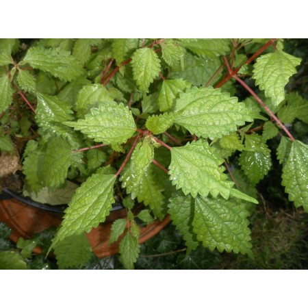 Racemose False Nettle -...