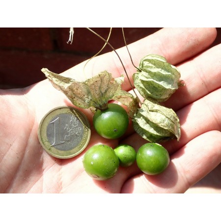 Lanceleaf Ground Cherry...