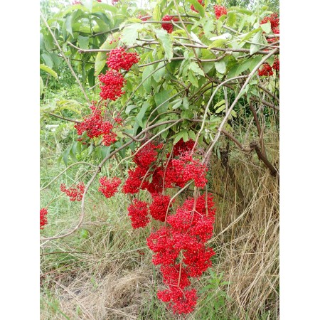 Bez kamczacki (Sambucus...