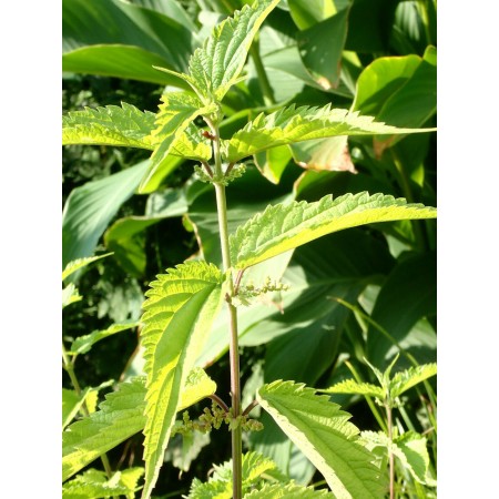 Japanese Nettle - Urtica...