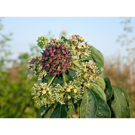 Henry's Finger Aralia...