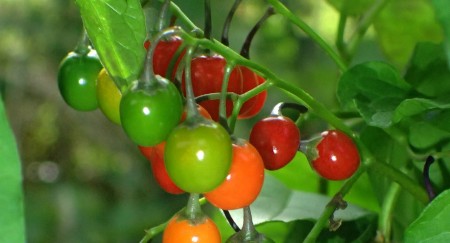 Scirpidiella`s Plants