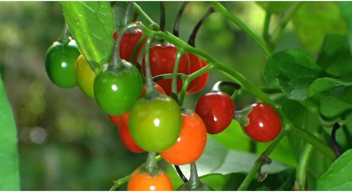 Scirpidiella`s Plants
